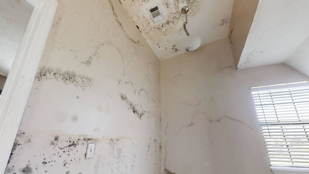 Best Attic Mold Removal  in Seven Lakes, NC