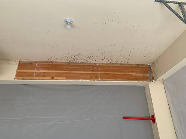 Best Mold Removal for HVAC Installations  in Seven Lakes, NC