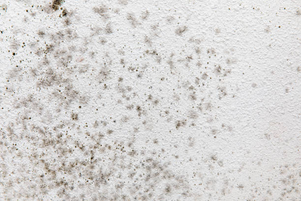 Best Real Estate Mold Inspection  in Seven Lakes, NC