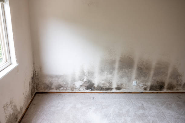 Best Mold Remediation for Healthcare Facilities  in Seven Lakes, NC